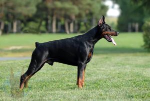 European Doberman profile view.