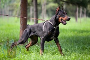 Muscular European Doberman