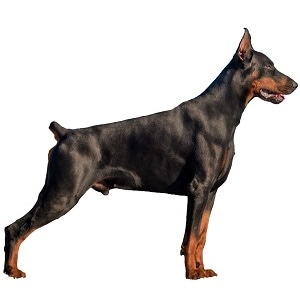 European Doberman icon standing.