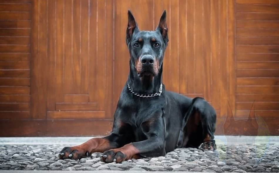 Black and rust colored adult Doberman.