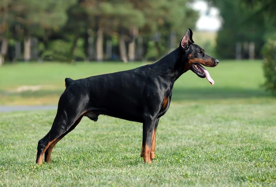 Doberman europeo