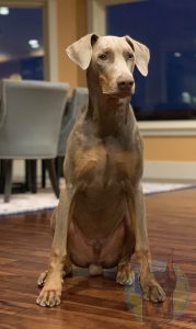 Adult fawn Doberman with natural ears.