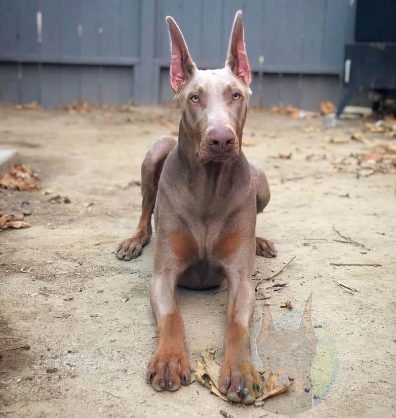 Adult fawn doberman with cropped ears laying down.