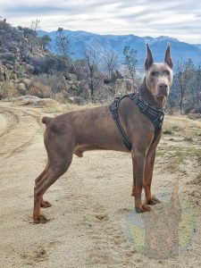 An adult fawn Doberman with cropped ears wearing a harness.