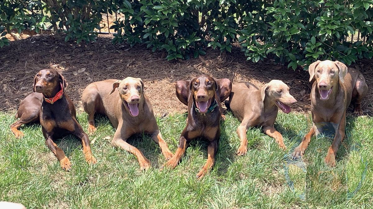 Fawn and red Dobermans side by side for comparison.