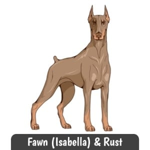 Fawn and Rust Doberman