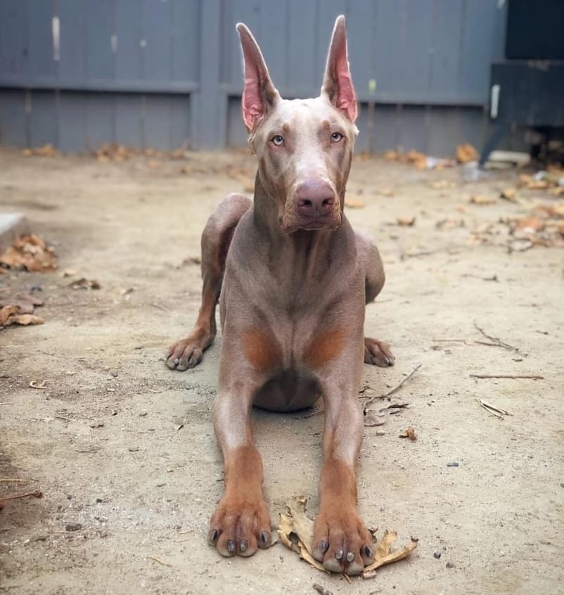 silver doberman pinscher