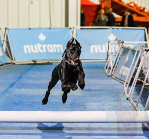 A melanistic black (all black) Doberman competing.