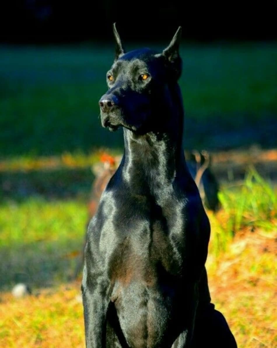 All The Colors And Types Of The Doberman Pinscher Doberman Planet