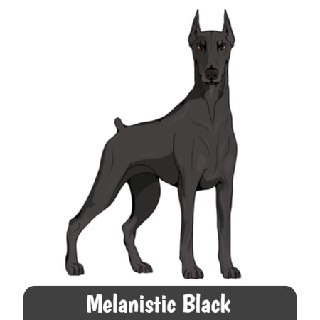 Melanistic Black