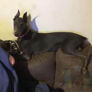 A juvenile melanistic blue Doberman.