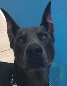 Close up of a Melanistic Blue Doberman.