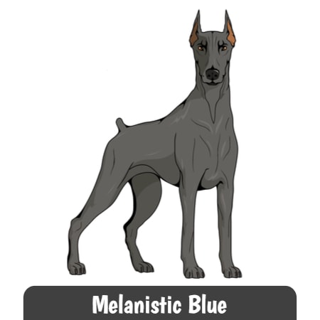 grey doberman