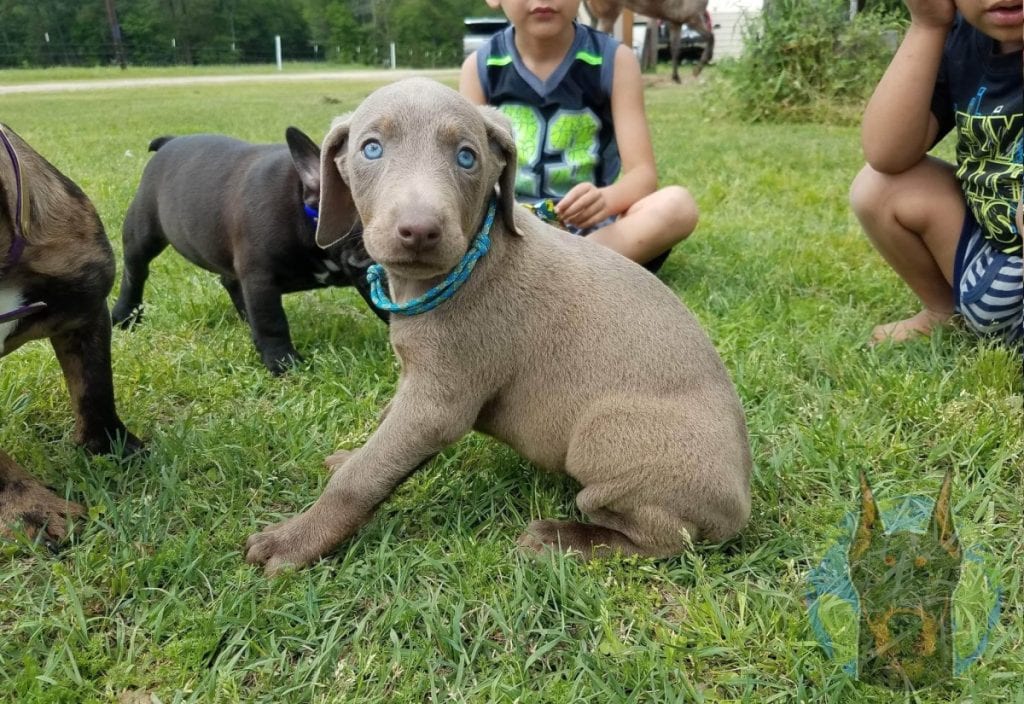 A young melanistic fawn colored Doberman.