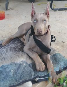 A juvenile melanistic fawn Doberman laying down.