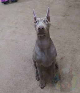 An adult melanistic fawn colored Doberman.