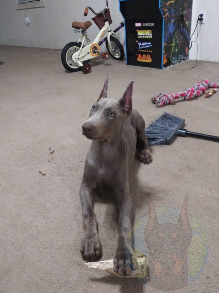 An adult melanistic fawn colored Doberman.