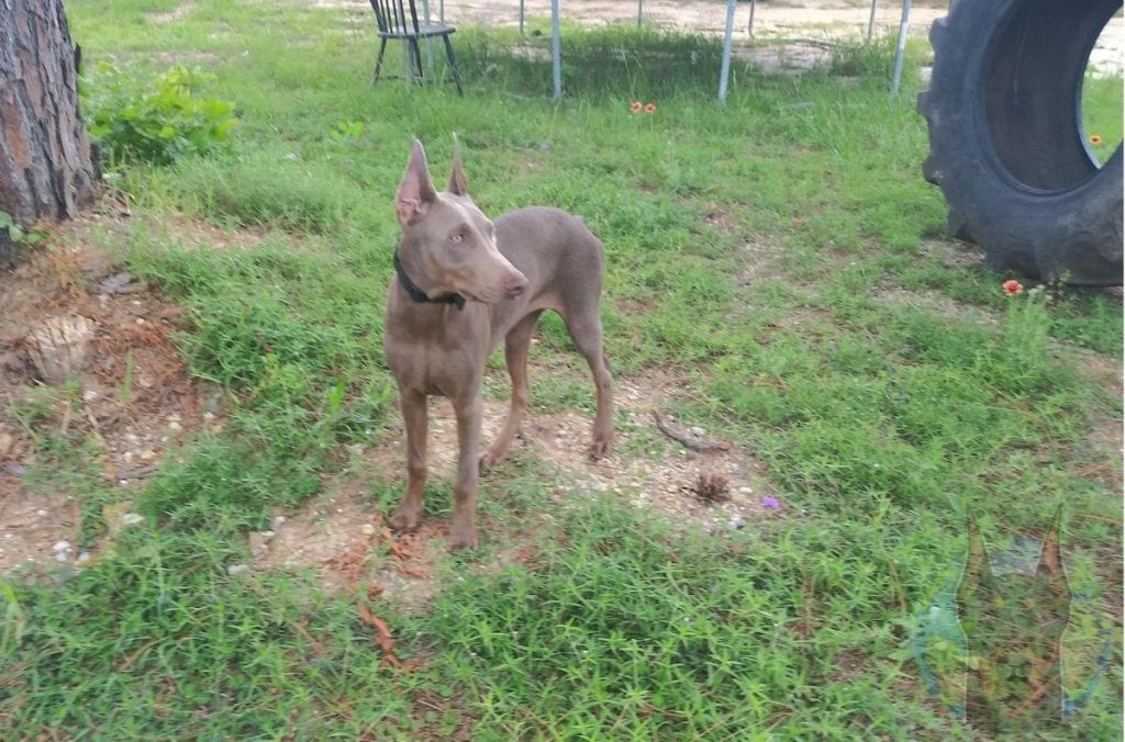 An adult melanistic fawn colored Doberman.
