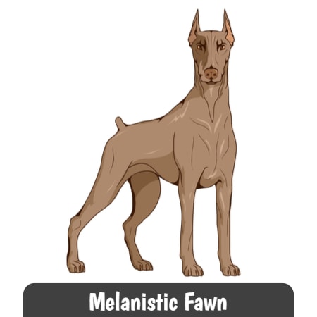 Melanistic Fawn