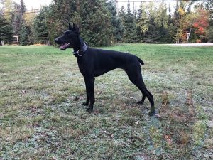 Side view of a melanistic black Doberman.