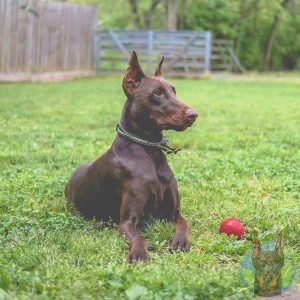 Adult Melanistic Red Doberman Laying Down