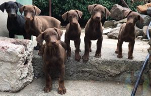 A litter of Melanistic Red Doberman puppies.