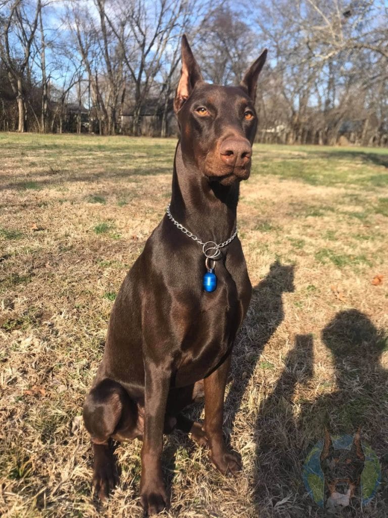 Adult Melanistic Red Doberman