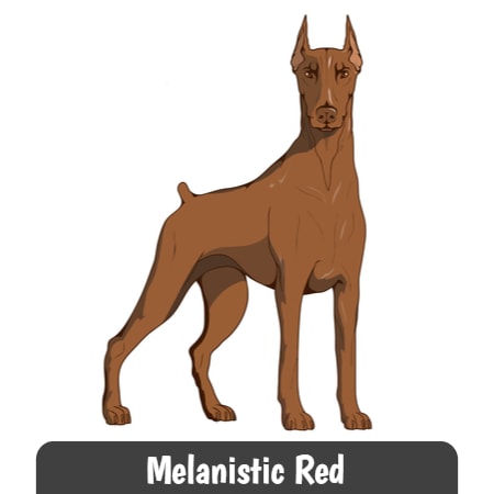 Melanistic Red