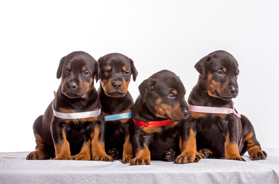 How to Choose the Best Doberman Puppy from a Litter – Doberman Planet
