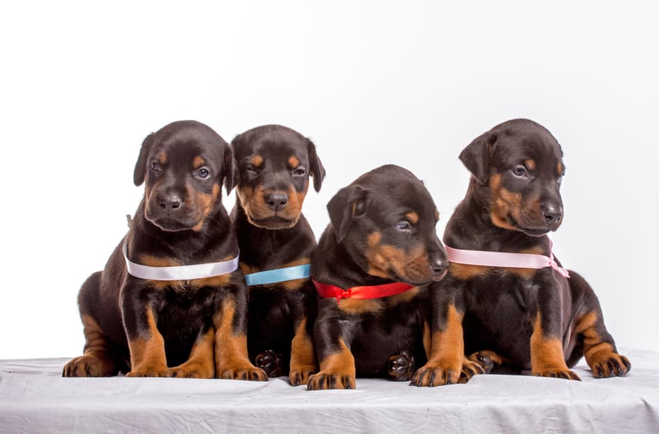 What Does 'Pet Quality' Mean? Choosing Show Dogs & Pet Puppies