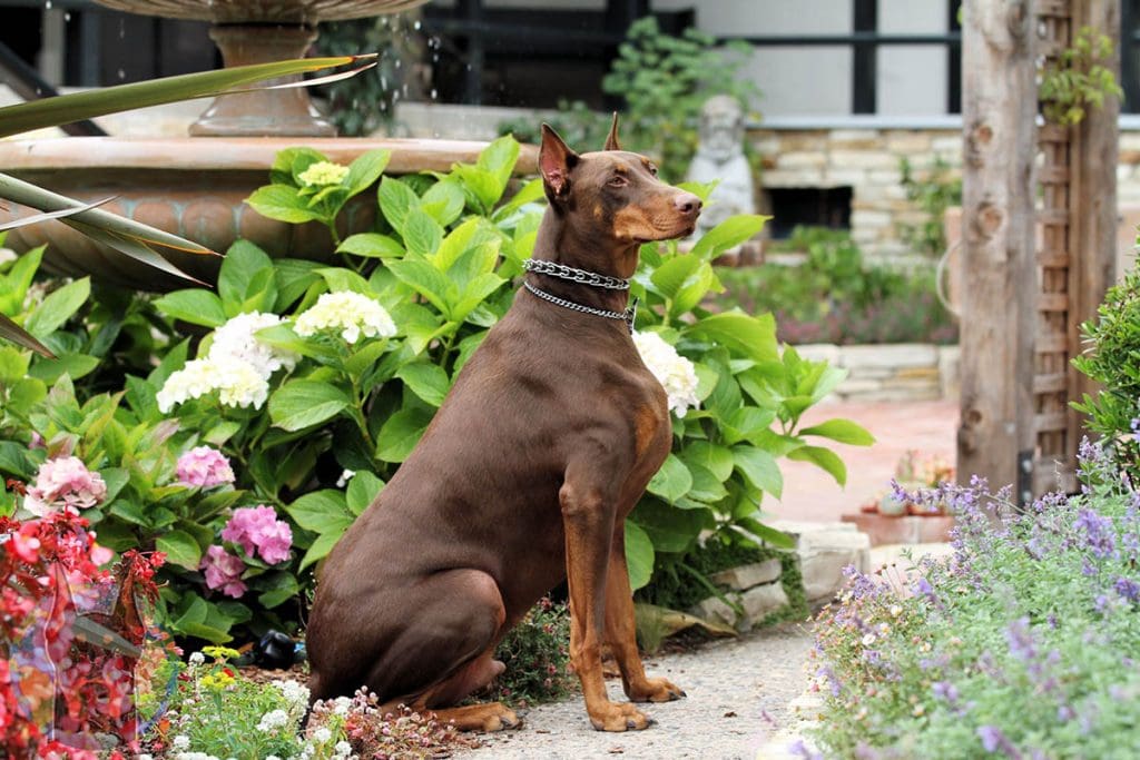 All the Colors and Types of the Doberman Pinscher - Doberman Planet