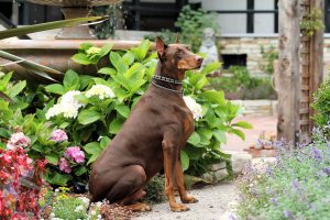 Adult red and rust Doberman with cropped ears sitting.