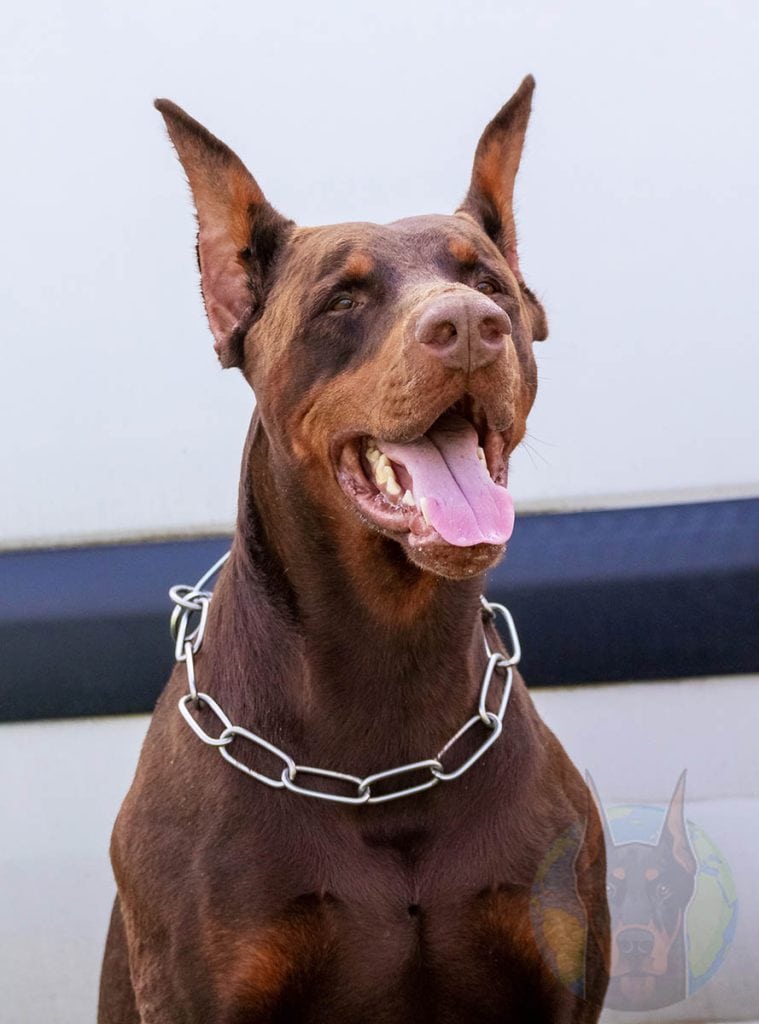 Young red and rust Doberman.