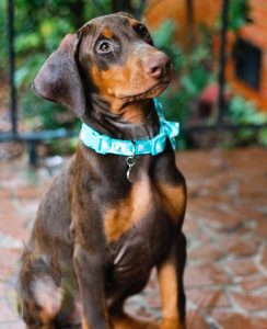 Red and rust Doberman puppy sitting with natural ears.