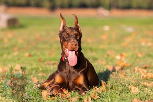 Red and rust adult Doberman laying down.