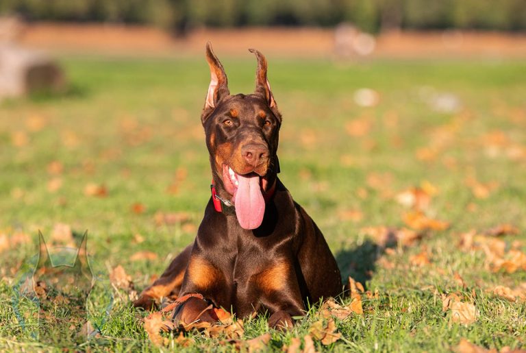 All the Colors and Types of the Doberman Pinscher - Doberman Planet