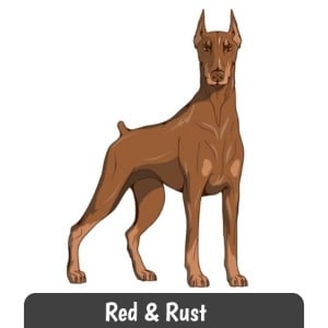 purebred red doberman