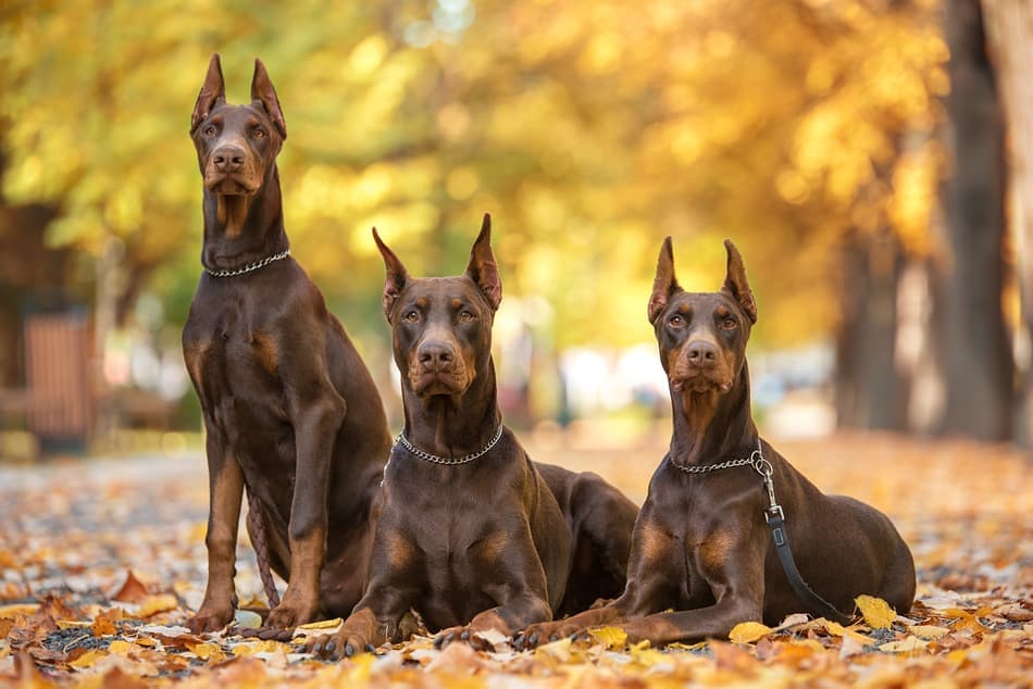 red european doberman