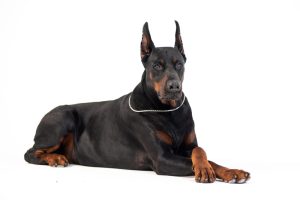 Warlock Doberman laying down.