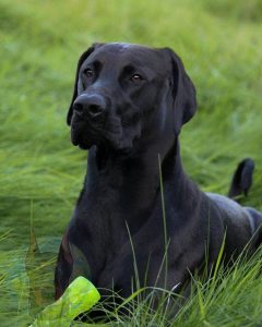 Doberdane warlock Doberman.