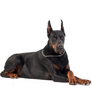 Warlock king or goliath Doberman icon.