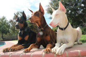 White Doberman sitting next to two standard colored Dobermans.