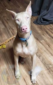 A white Doberman with cropped ears sitting.