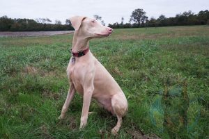 A white (or cream) colored Doberman with natural floppy ears.