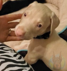 A white Doberman puppy.