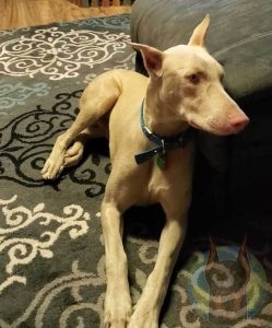 A white adult Doberman with cropped ears.