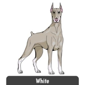 White Doberman