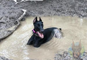 Juvenile melanistic black Doberman.