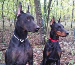 A melanistic black Doberman (all-black) next to a standard black and rust Doberman.