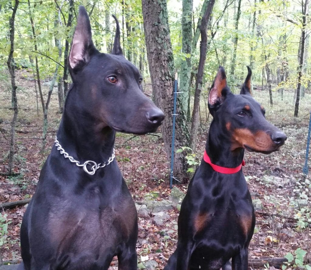 melanistic red doberman